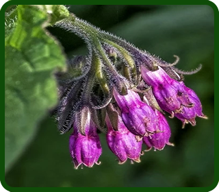 Allantoin