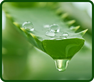Aloe Barbadensis Leaf Juice
