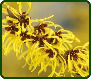 Hamamelis Virginiana Extract