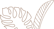 Zed Tech Pharma LLP.